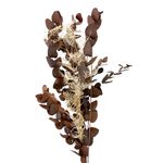 Rama de Eucalipto Artesanal Presentación Surtida