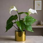 Planta Decorativa con Pote