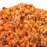 Bunch de Flores Decorativas de Amaranto Colores Surtidos