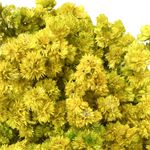 Bunch de Flores Decorativas de Amaranto Colores Surtidos