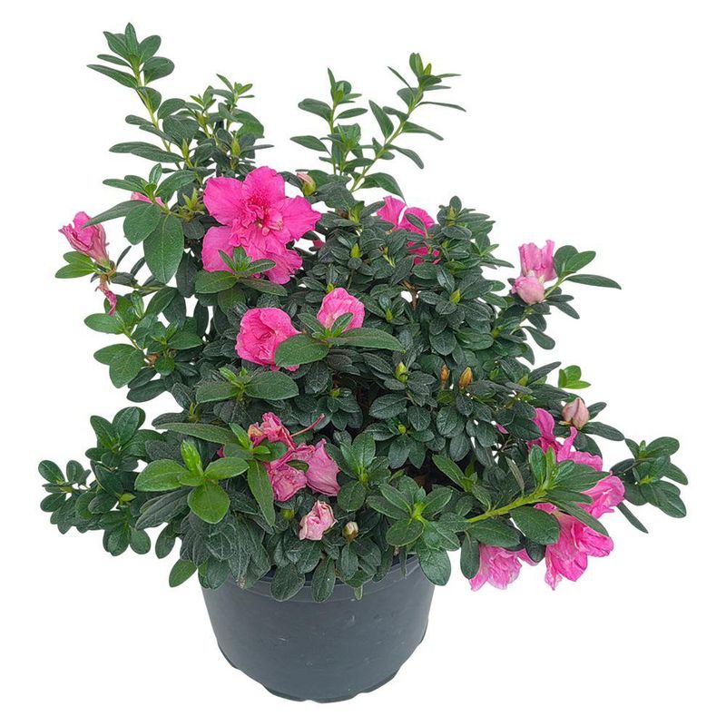 Planta Azalea Rosa en Maceta