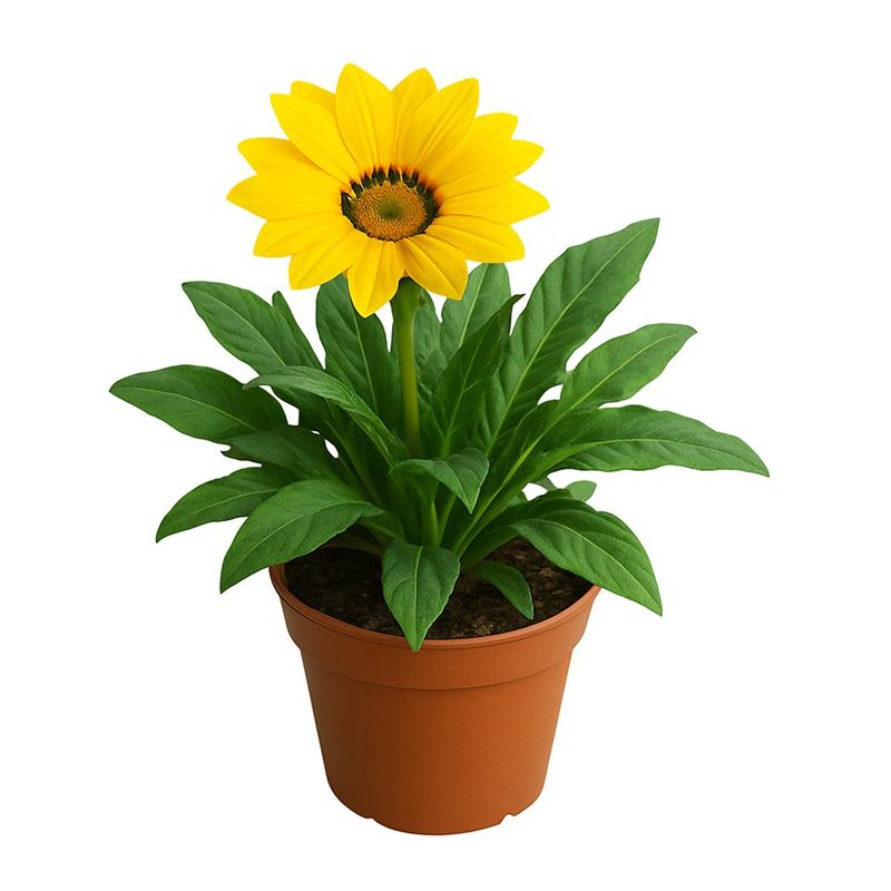Planta Gazania en Maceta