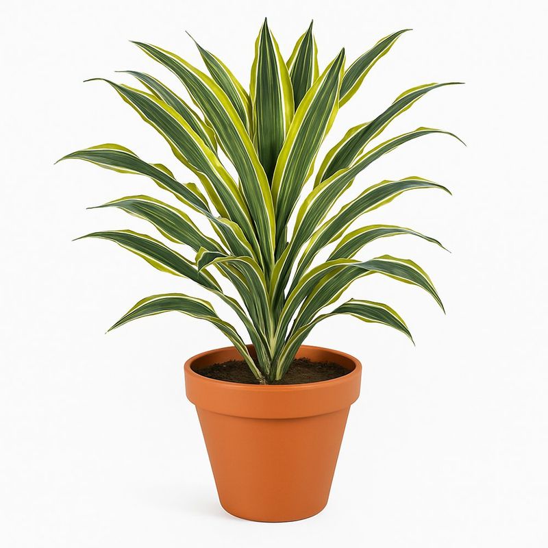 Follaje Bicolor de Bajo Mantenimiento