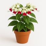 Plata Ornamental en Maceta