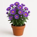 Planta Aster Morada en Maceta