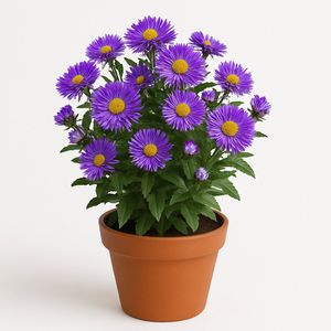 Planta Aster Morada en Maceta