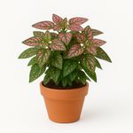 Planta Ornamental en Maceta