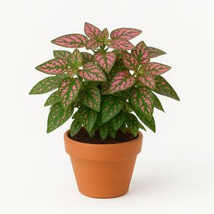 Planta Ornamental en Maceta