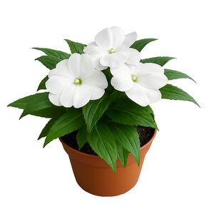 Flor Blanca en Maceta