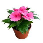 Planta Natural en Maceta