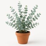 Eucalipto en Maceta