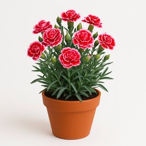 Planta de Clavel Bicolor en Maceta