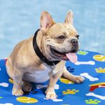 Flotador para Mascota