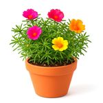 Portulaca Grandiflora en Maceta Multicolor 4 Plg
