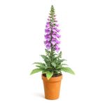 Digitalis en Maceta con Flor Morada 26 Cm