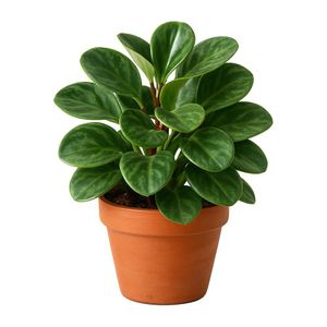 Peperomia en Maceta Verde Decorativa 4.5 Plg