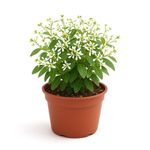 Euphorbia en Maceta con Flores Blancas 10 Plg