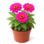 ZINIA MACETA 5 PULGADAS