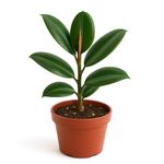 FICUS ELASTICA MACETA 15CM