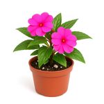 Chatia en Maceta con Flor Rosa Decorativa 6 Cm