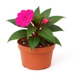 Chatia Nueva Guinea en Maceta con Flor Rosa 10.5 Cm