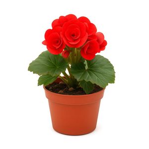 Begonia en Maceta 6 Plg