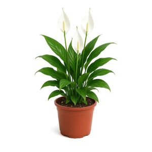 Spathiphyllum en Maceta con Flor Blanca 9 Plg