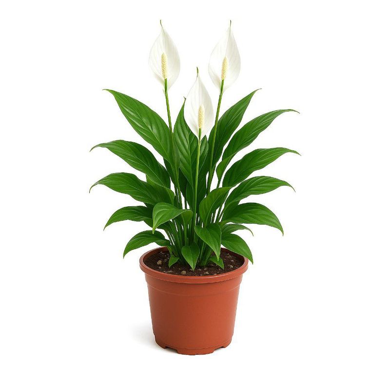 Spathiphyllum en Maceta con Flor Blanca 9 Plg