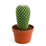 Cactus Mammillaria Maceta 3 Plg