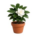 Gardenia en Maceta con Flor Blanca 8 Plg