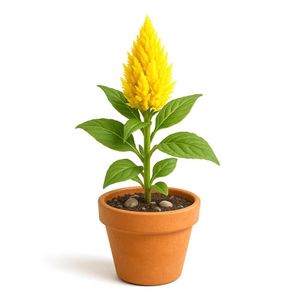 Celosia en Maceta con Flor Amarilla 4 Plg