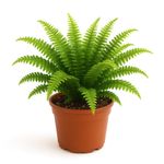 Helecho en Maceta Variedad Ornamental 7 Plg