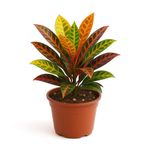 Croton en Maceta de 4 Plg