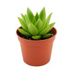 Suculenta Echeverria Variedad Maceta 3 Plg