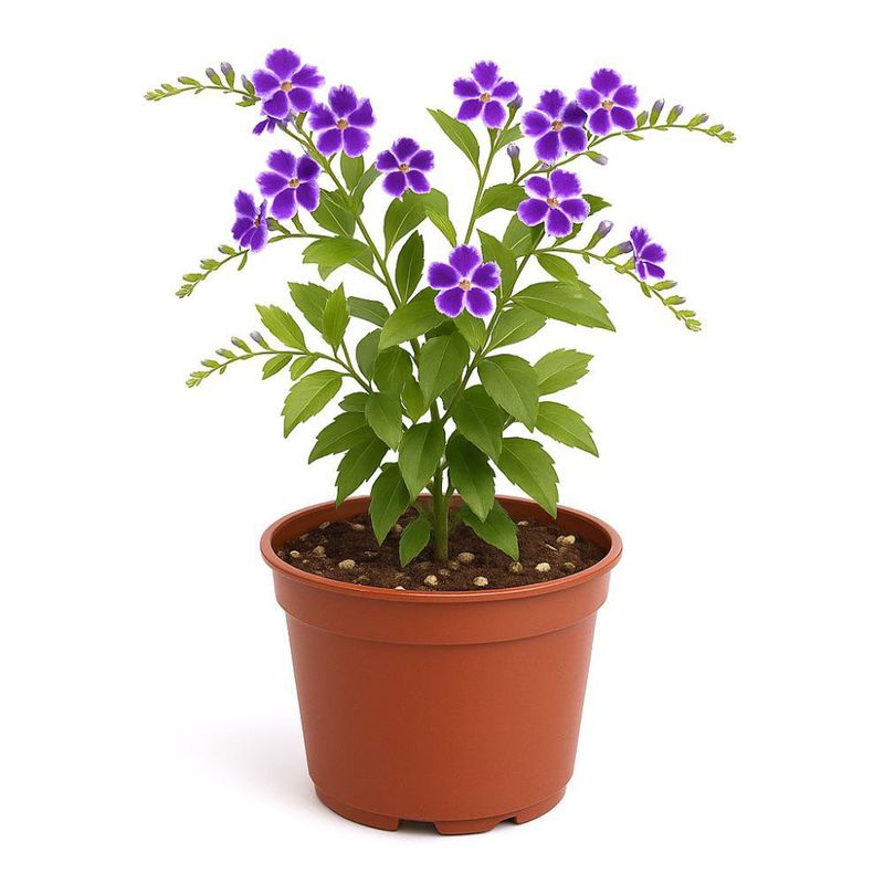 Duranta en Maceta con Flores Moradas 8 Plg