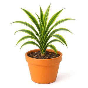 Dracaena Variedad en Maceta 7 Plg