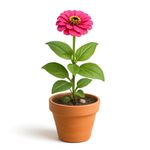 Zinia en Maceta con Flor Rosa de 4 Plg
