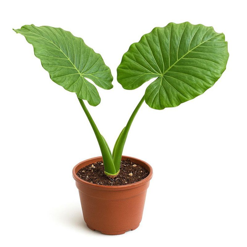 Alocasia Odora en Maceta 26 cm