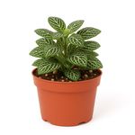 Fittonia en Maceta Verde Decorativa 4.5 Plg