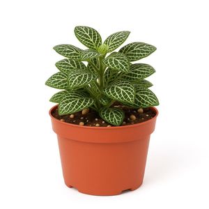 Fittonia en Maceta Verde Decorativa 4.5 Plg