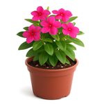 Vinca en Maceta con Flor Fucsia 6 Plg