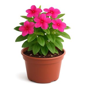Vinca en Maceta con Flor Fucsia 6 Plg
