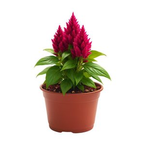 Celosia en Maceta con Flor Roja 5 Plg