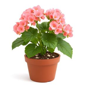 Begonia en Maceta 8 Plg