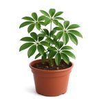 Schefflera en Maceta 8 Plg