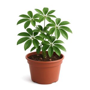 Schefflera en Maceta 8 Plg