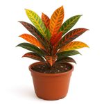 Croton en Maceta de 7 Plg