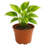 Planta Teléfono Variegado en Maceta 4 Plg