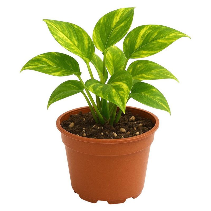 Planta Teléfono Variegado en Maceta 4 Plg