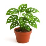 Monstera Adansonii en Maceta 6 Plg